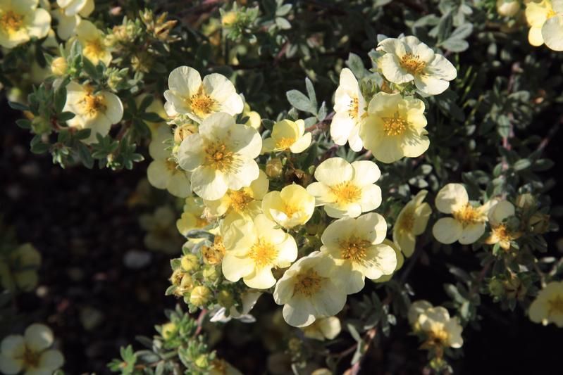 Potentilla fruticosa 'Primrose Beauty' Potentilla fruticosa 'Primrose Beauty'
