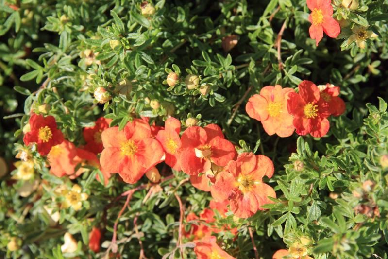 Potentilla fruticosa 'Red Ace' Potentilla fruticosa 'Red Ace'
