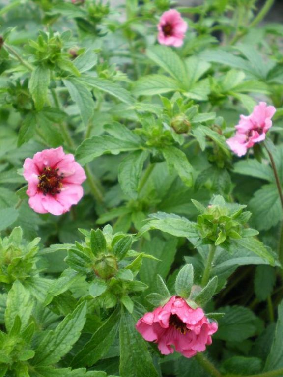 Potentilla nepalensis 'Miss Willmott' Potentilla nepalensis 'Miss Willmott'