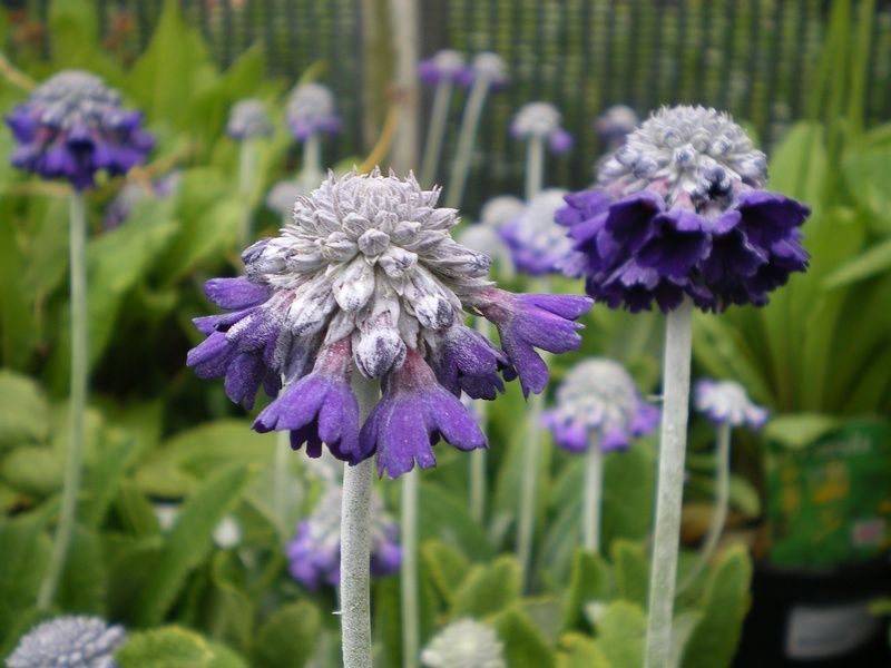 Primula capitata 'Salvana' Primula capitata 'Salvana'