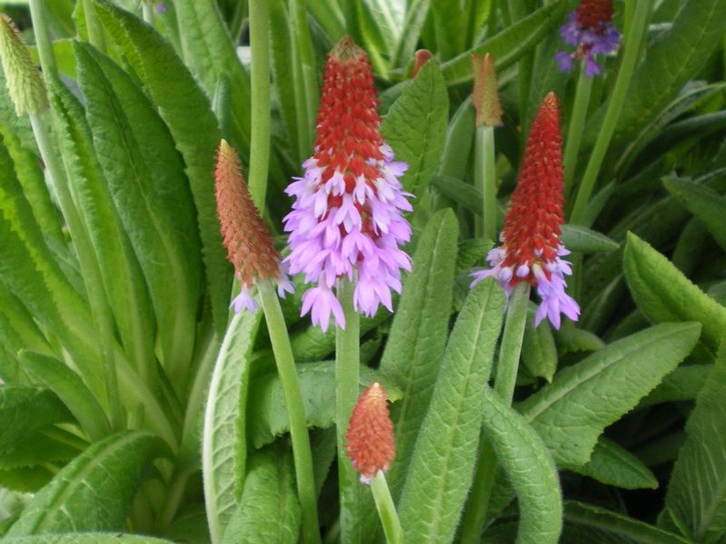 Primula vialii Primula vialii
