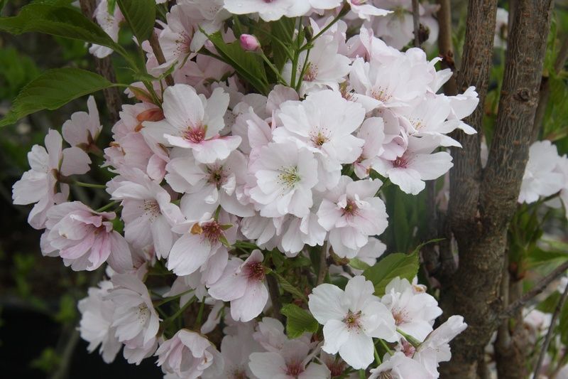 Prunus 'Amanogawa' Prunus 'Amanogawa'