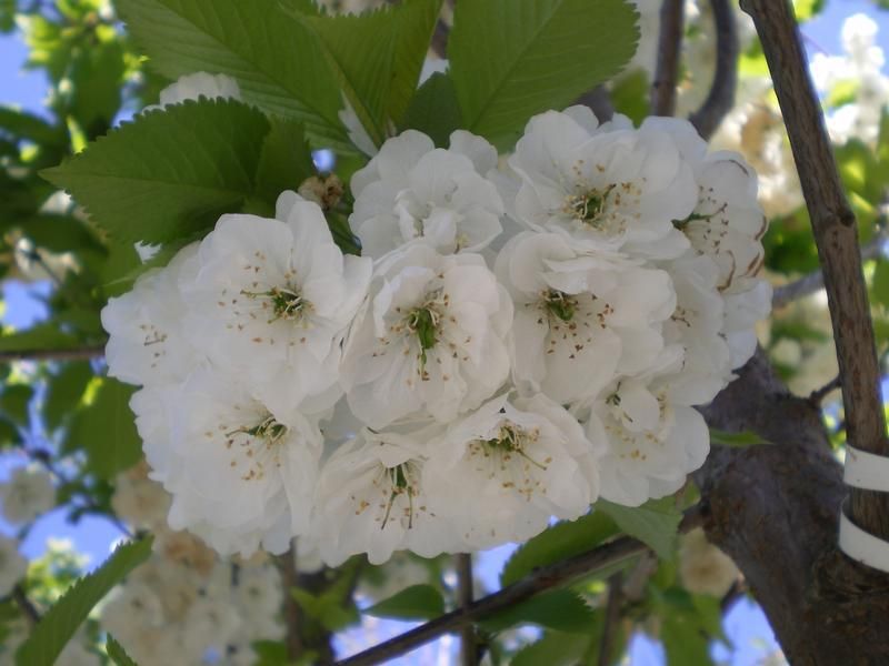 Prunus avium 'Plena' Prunus avium 'Plena'