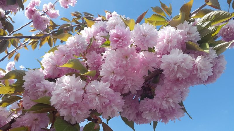 Prunus 'Kanzan' Prunus 'Kanzan'