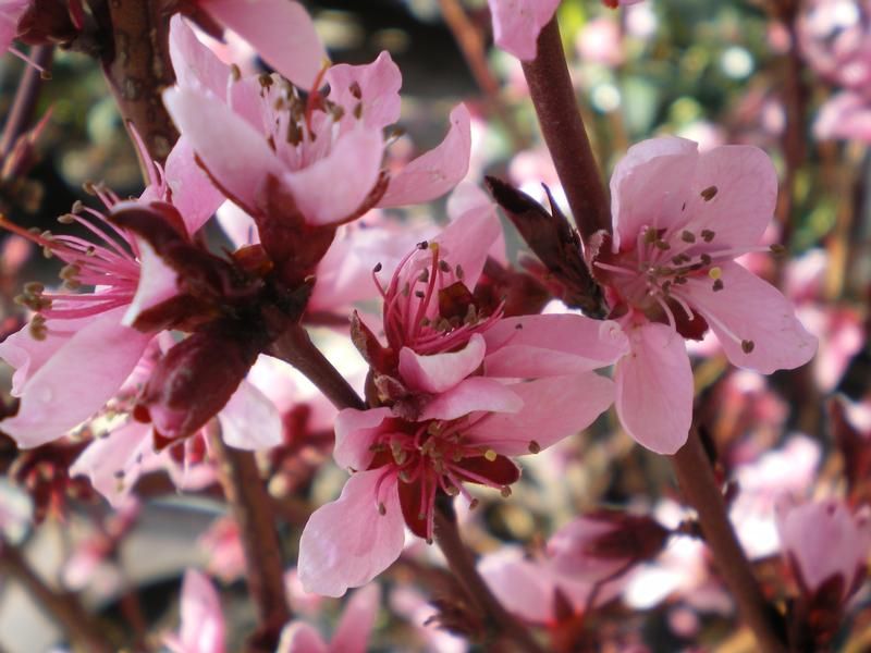 Prunus persica 'Purpurea' Prunus persica 'Purpurea'