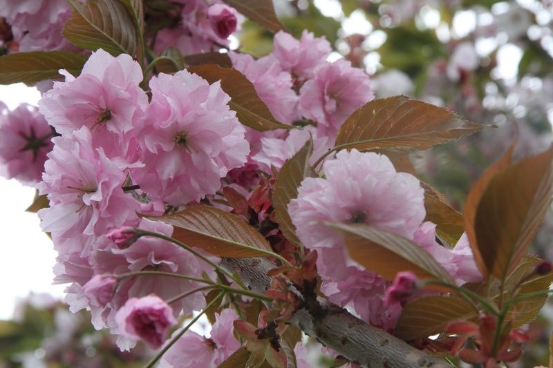 Prunus 'Pink Perfection' Prunus 'Pink Perfection'