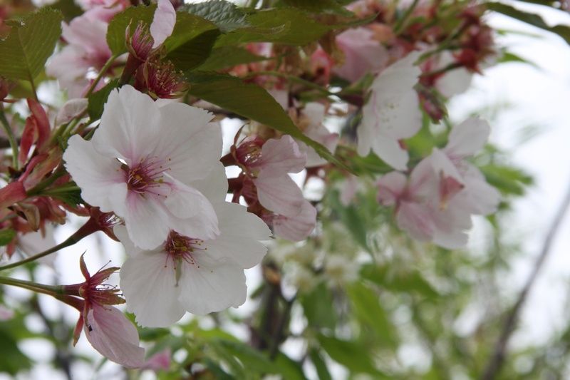 Prunus 'Sunset Boulevard' Prunus 'Sunset Boulevard'