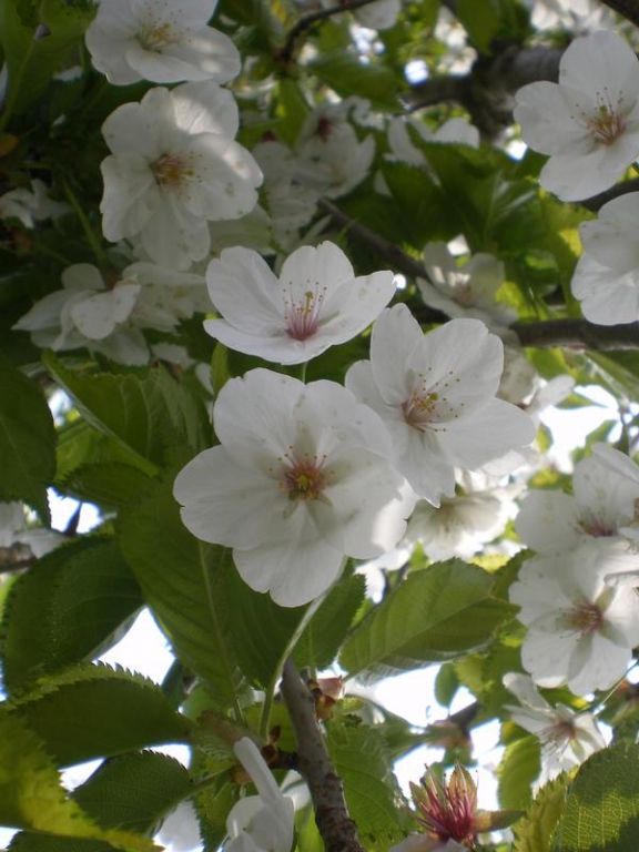 Prunus 'Umineko' Prunus 'Umineko'