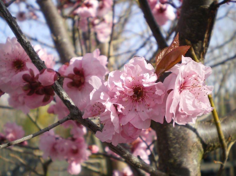 Prunus x blireana Prunus x blireana