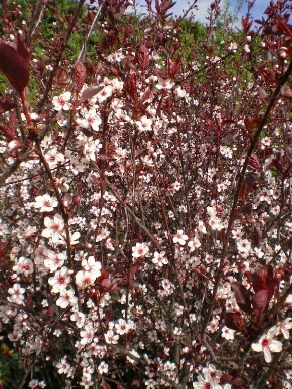 Prunus x cistena Prunus x cistena