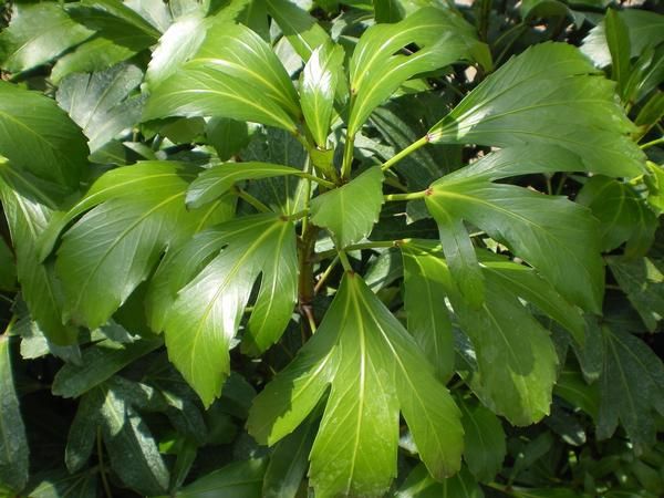 Pseudopanax adiantifolius Pseudopanax adiantifolius