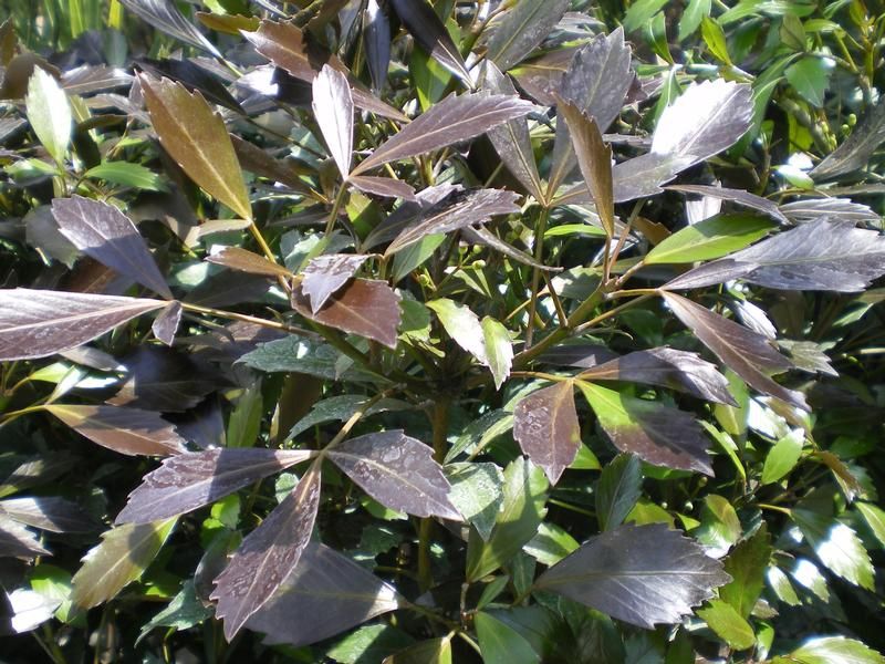 Pseudopanax 'Purpureus' Pseudopanax 'Purpureus'