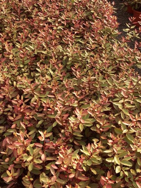 Pseudowintera colorata Pseudowintera colorata