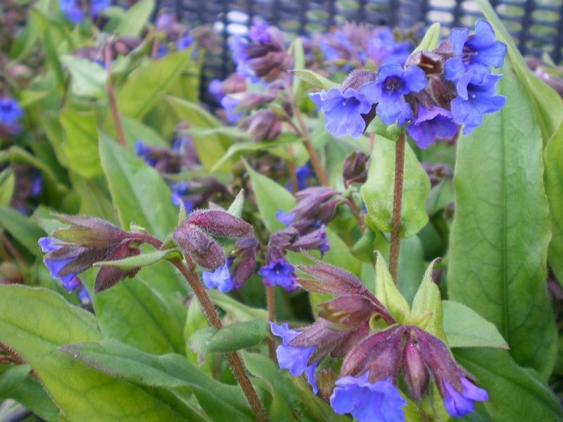 Pulmonaria 'Blue Ensign' Pulmonaria 'Blue Ensign'