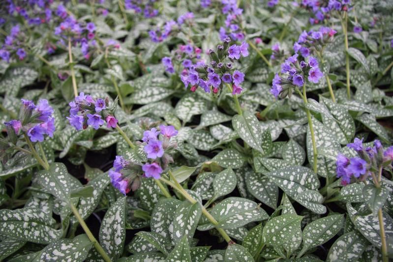 Pulmonaria 'Trevi Fountain' Pulmonaria 'Trevi Fountain'