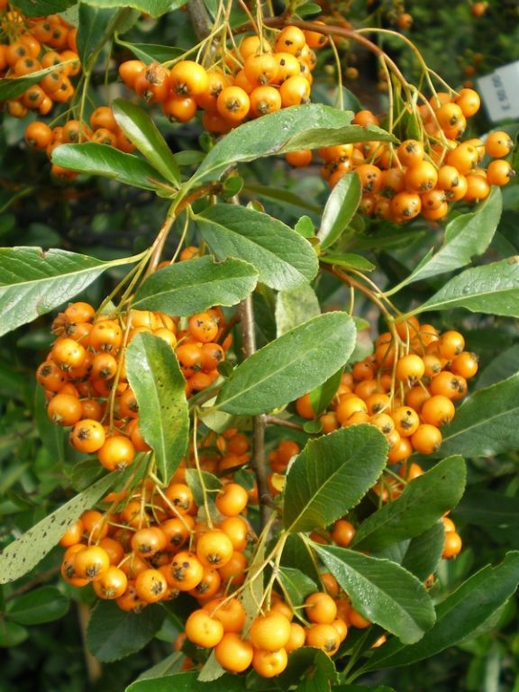 Pyracantha 'Golden Charmer' - Factsheets - Provender Nurseries ...