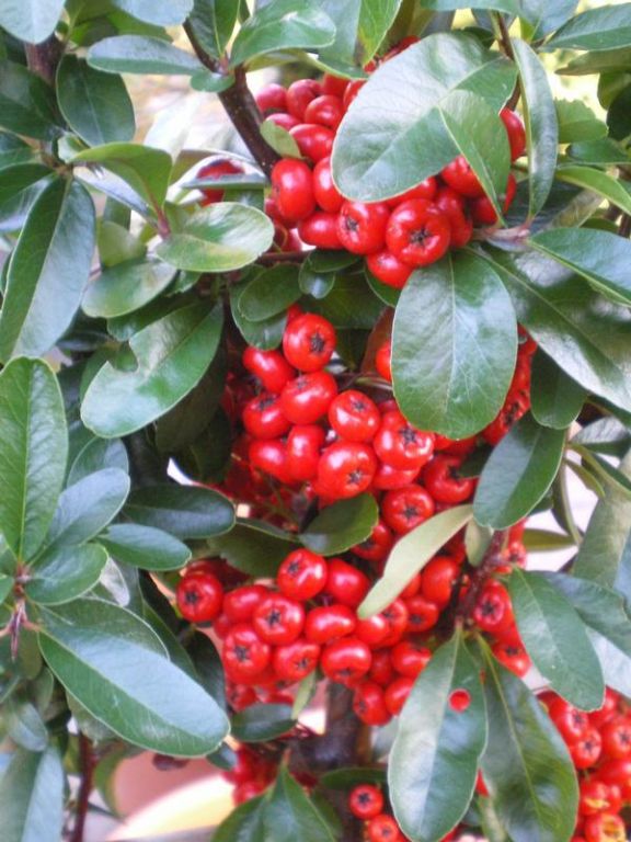 Pyracantha 'Saphyr Rouge' Pyracantha 'Saphyr Rouge'