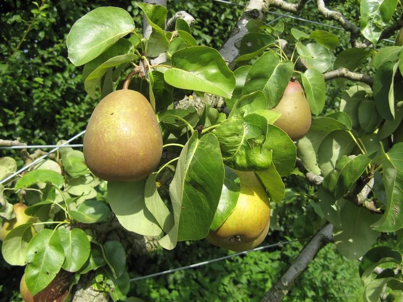 Pyrus communis 'Beurré Hardy' Pyrus communis 'Beurré Hardy'