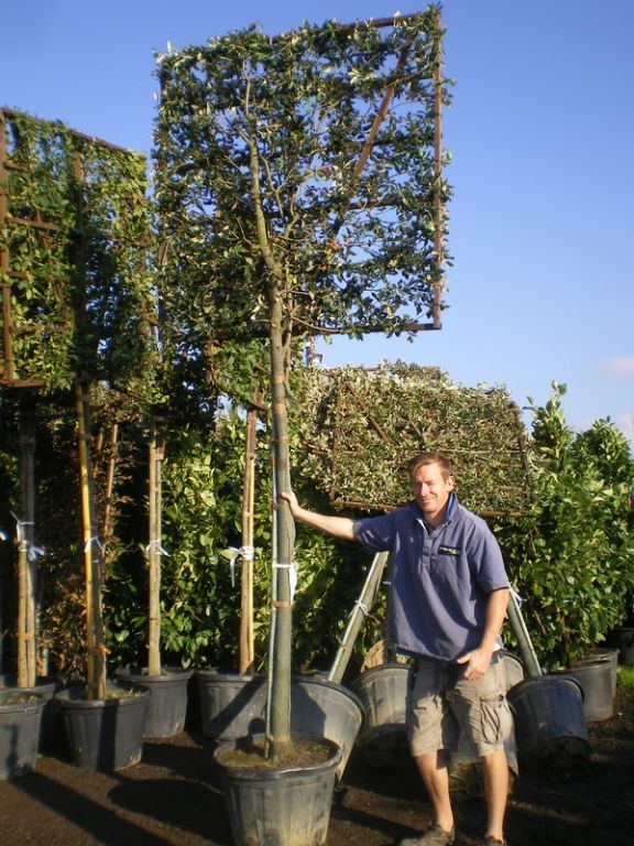 Quercus ilex PLEACHED Quercus ilex PLEACHED