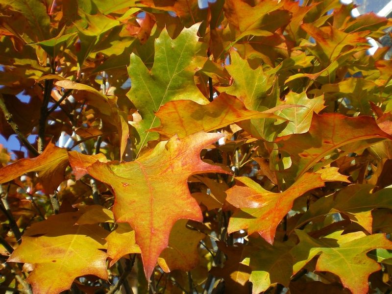 Quercus palustris 'Green Dwarf' Quercus palustris 'Green Dwarf'