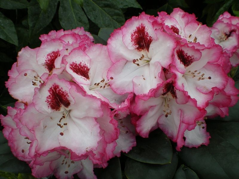 Rhododendron 'Cherry Cheesecake' Rhododendron 'Cherry Cheesecake'