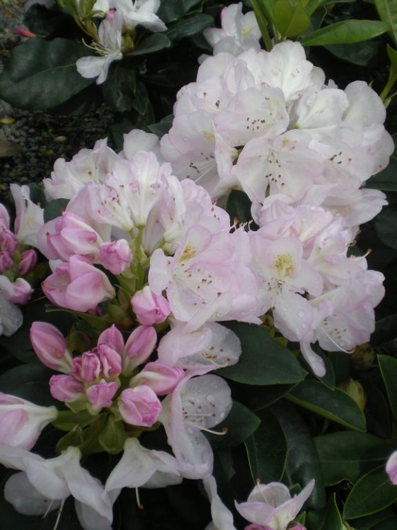 Rhododendron 'Gomer Waterer' Rhododendron 'Gomer Waterer'