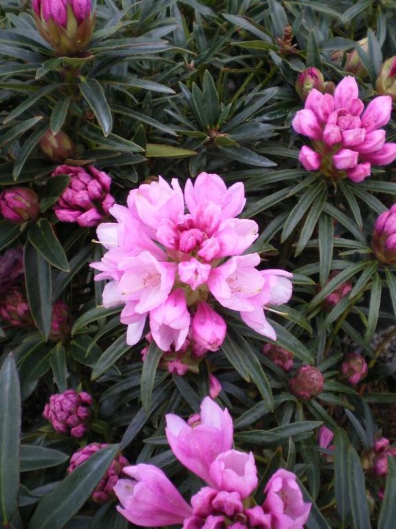 Rhododendron 'Graziella' Rhododendron 'Graziella'