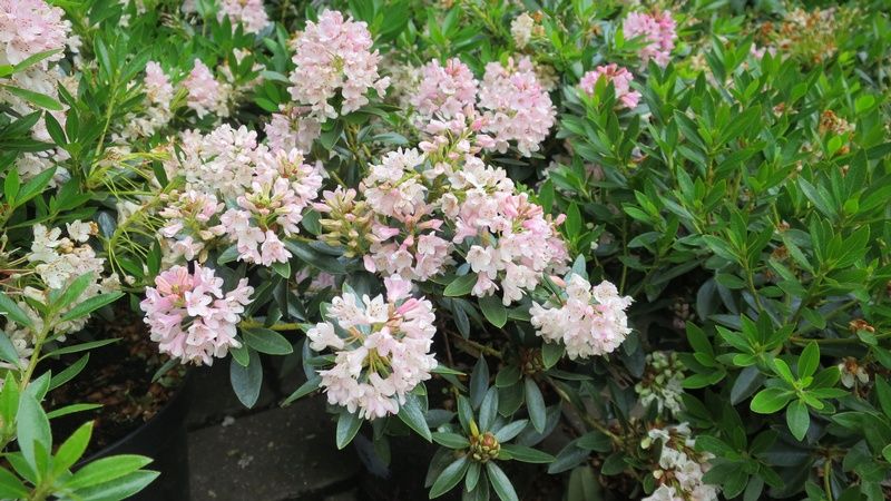 Rhododendron Inkarho 'Bloombux Pink' Rhododendron Inkarho 'Bloombux Pink'