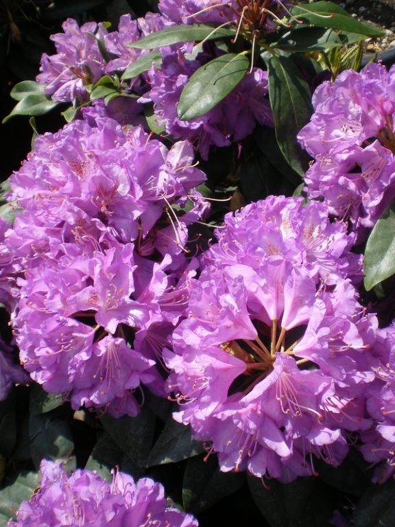 Rhododendron Inkharo Purpureum Grandiflorum Rhododendron Inkharo Purpureum Grandiflorum