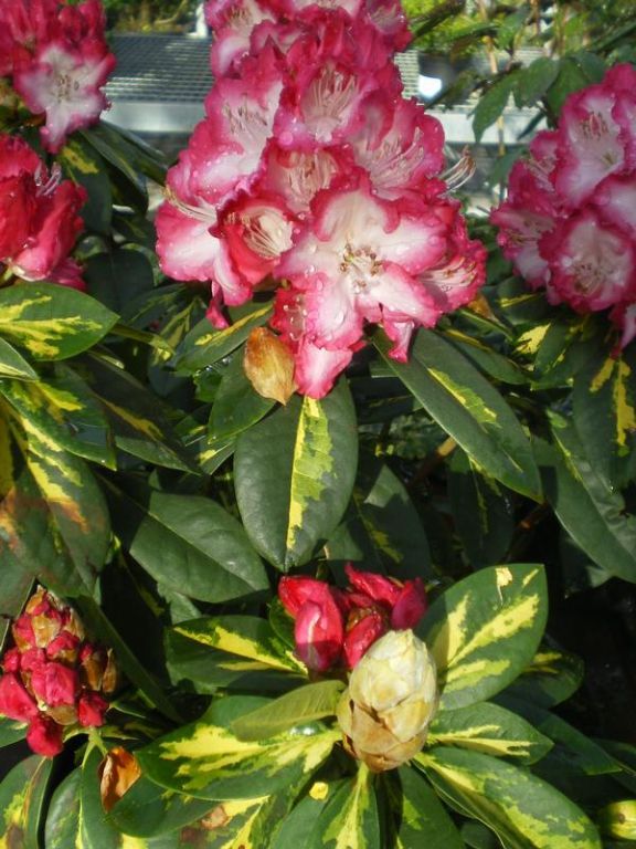 Rhododendron 'President Roosevelt' Rhododendron 'President Roosevelt'