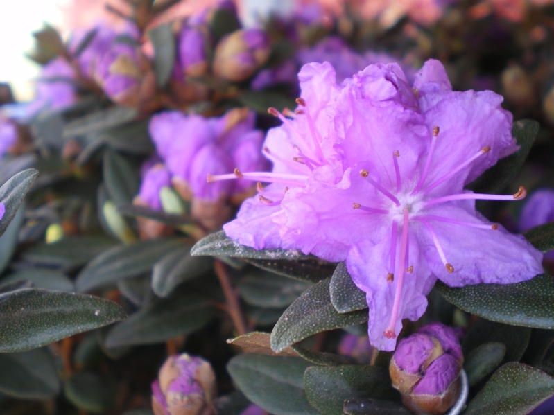 Rhododendron 'Purple Gem' Rhododendron 'Purple Gem'