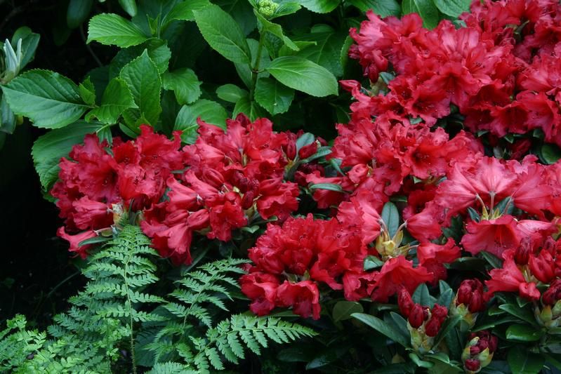Rhododendron 'Titian Beauty' Rhododendron 'Titian Beauty'