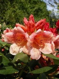 Rhododendrons & Azaleas