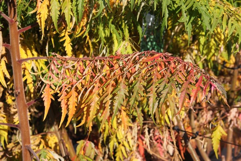 Rhus typhina 'Dissecta' Rhus typhina 'Dissecta'
