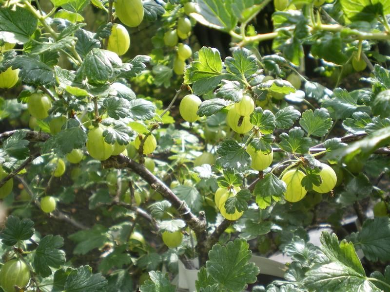 Ribes uva-crispa 'Hinnonmäki Gul' Ribes uva-crispa 'Hinnonmäki Gul'