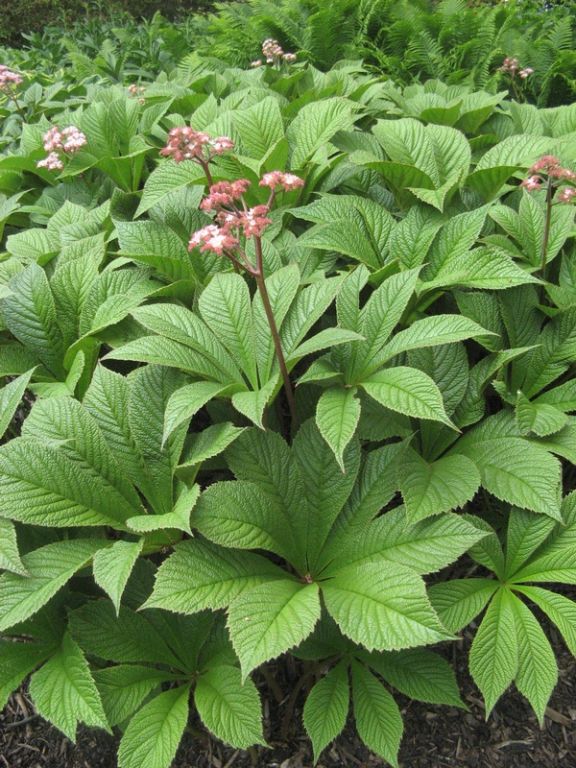 Rodgersia aesculifolia Rodgersia aesculifolia