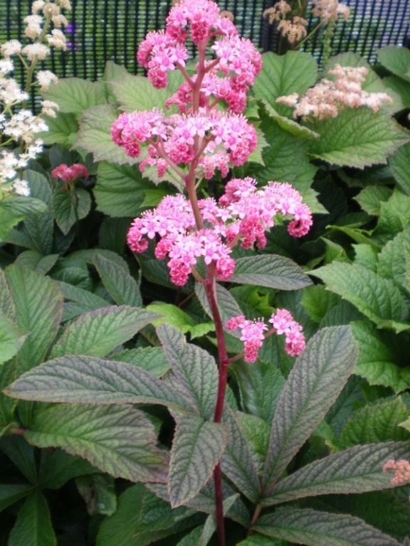 Rodgersia pinnata 'Chocolate Wing' Rodgersia pinnata 'Chocolate Wing'