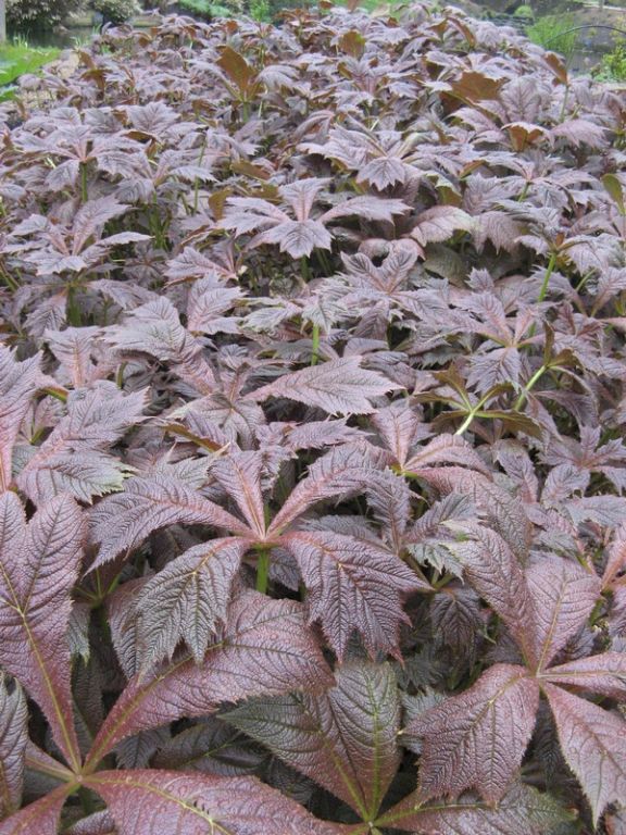 Rodgersia podophylla Rodgersia podophylla