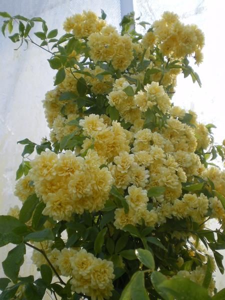 Rosa banksiae 'Lutea' Rosa banksiae 'Lutea'