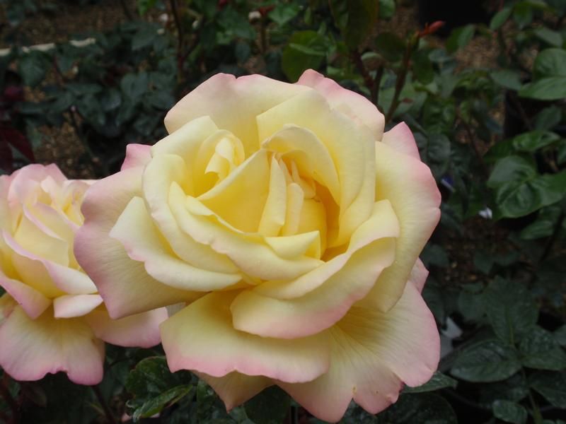 Rosa 'Chicago Peace' Rosa 'Chicago Peace'