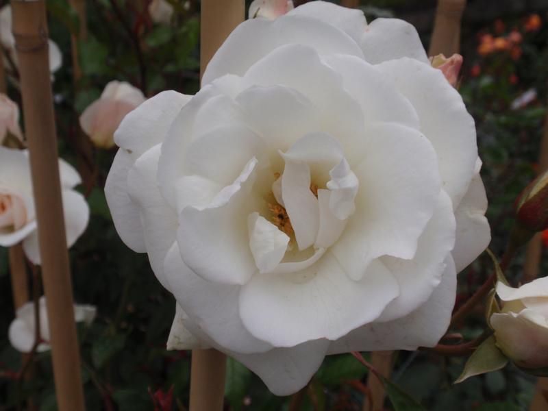 Rosa 'Climbing Iceberg' Rosa 'Climbing Iceberg'