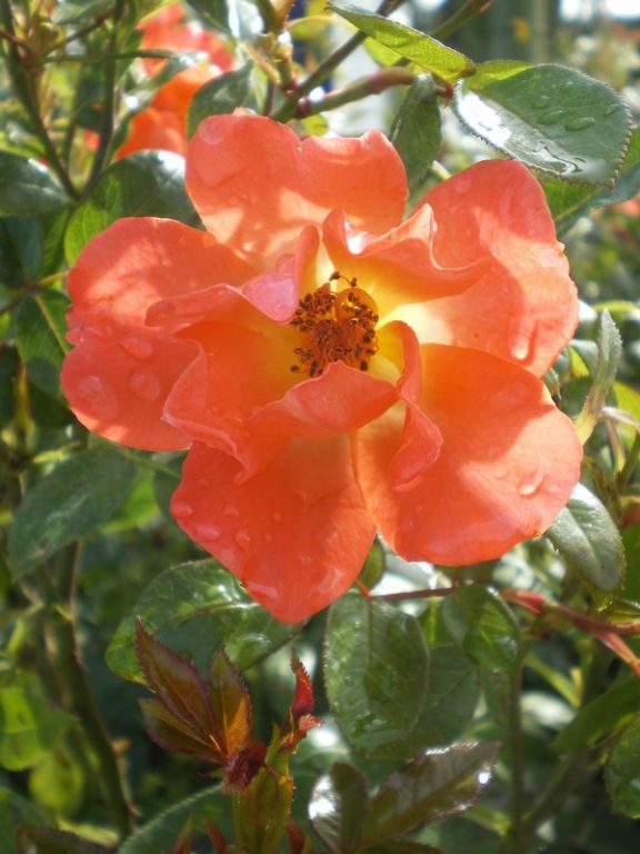 Rosa 'Conservation' Rosa 'Conservation'