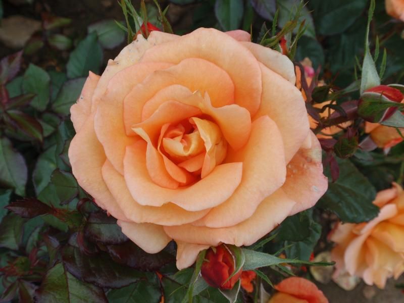 Rosa 'Dawn Chorus' Rosa 'Dawn Chorus'