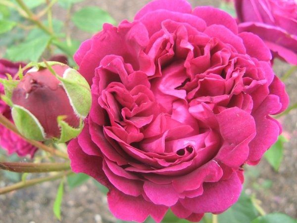 Rosa 'Falstaff' Rosa 'Falstaff'