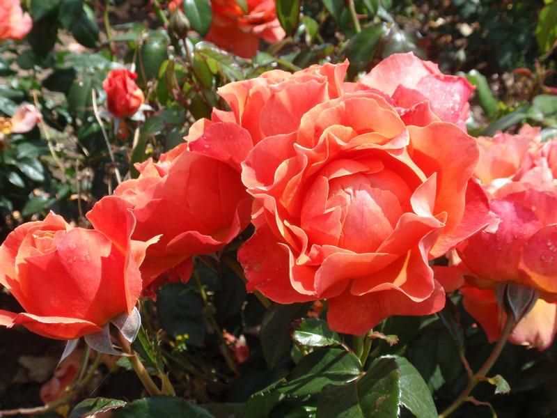 Rosa 'Fellowship' Rosa 'Fellowship'
