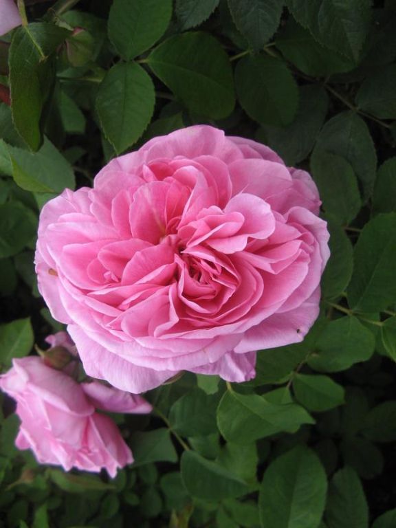 Rosa 'Gertrude Jekyll' Rosa 'Gertrude Jekyll'