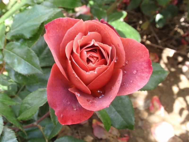 Rosa 'Hot Chocolate' Rosa 'Hot Chocolate'