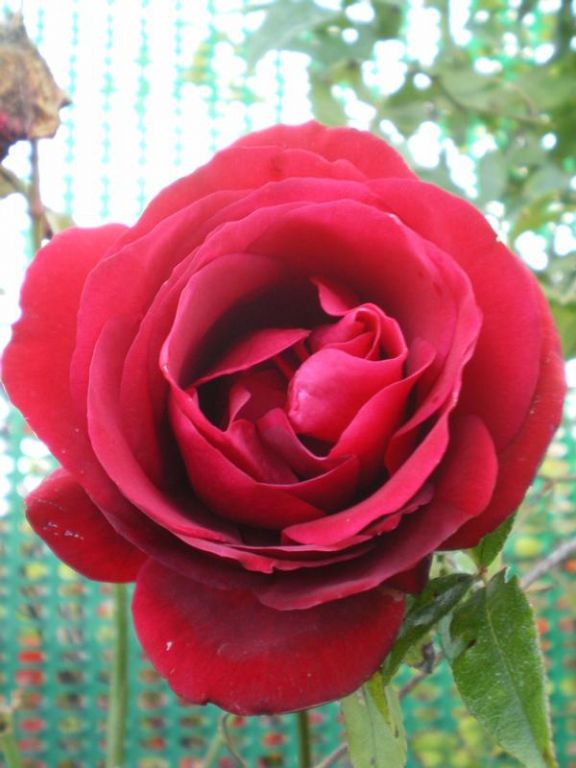 Rosa 'Ingrid Bergman' Rosa 'Ingrid Bergman'