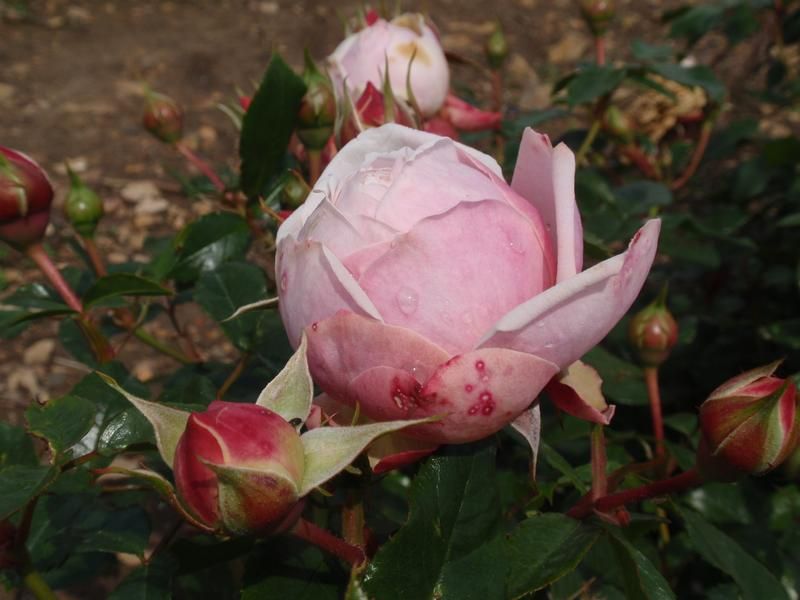 Rosa 'Joie de Vivre' Rosa 'Joie de Vivre'