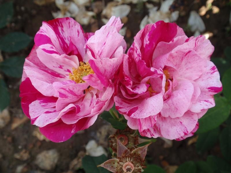 Rosa mundi Rosa mundi